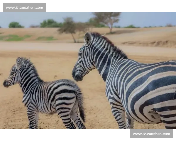 斑马与马的全面对比从外形基因行为到进化与人类关系探秘差异真相